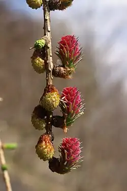 Young seed cones (red) and pollen cones (yellow)