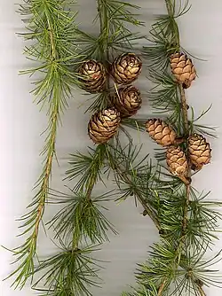 European larch foliage and cones