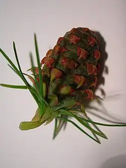 Developing seed cone in detail