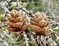Old seed cones