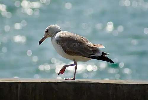 juvenile