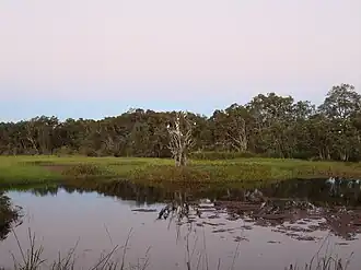 Lascar Abattoir Swamp, Julatten, 2008