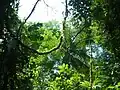 The jungle
