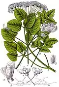 Laserpitium latifolium; figure from Deutschlands Flora in Abbildungen