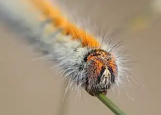 Caterpillar