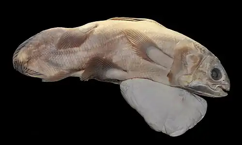 Embryo