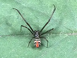 Male L.&nbsp;elegans from Japan