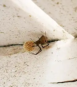 egg sac