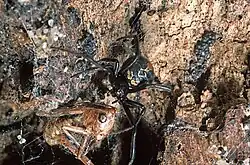 A spider feeding on a captured prey item which is wrapped in silk