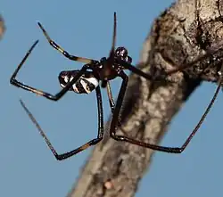 male