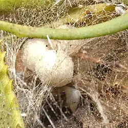 egg sacs