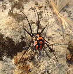 L. tredecimguttatus (female swollen with eggs)