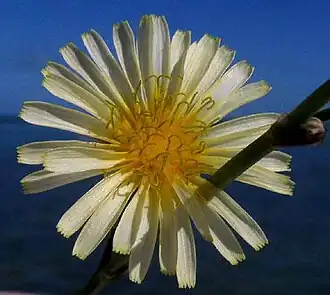 Launaea intybacea flowering head from above