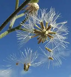 Launaea intybacea fruiting head releasing cypsela-type fruits