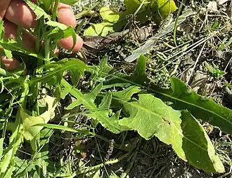 Launaea intybacea leaves