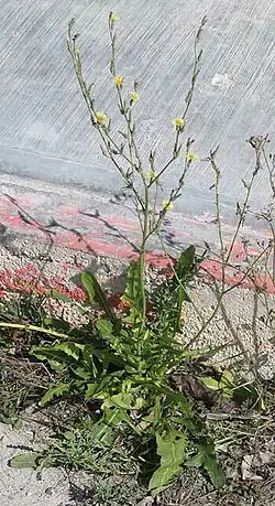 Launaea intybacea as a weed