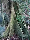 Pukatea trunk