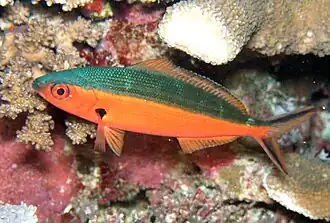 P. tile can change colour to have dark dorsal and red ventral regions