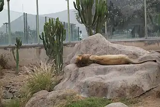 African Lion in the Felinary