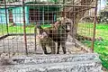 Yellow baboon
