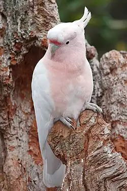 Adult perched on a tree in Melbourne Zoo