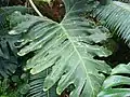 Leaf at the Boston University Greenhouse