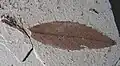 Unidentified leaf