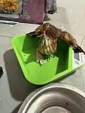 Least Bittern being weighed after being treated for a fractured leg.