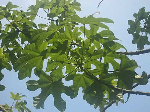 Foliage