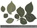 Pressed 'Major' leaves, August