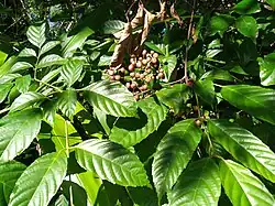 L. nova-guineensis