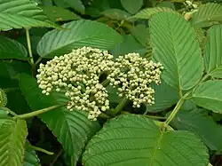 L. asiatica