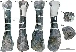 Radius of Gates the Stegosaurus
