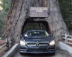 A Mercedes-Benz SL drives through Leggett's Drive-Through Chandelier Tree.