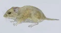 Light brown mouse