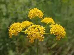 A Leiotulus aureus yellow in color with multiple petals looking like tiny flowers this picture was taken in Cherso, Greece