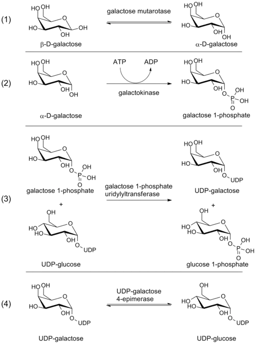 Steps in the Leloir pathway of galactose metabolism.