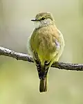 lemon-bellied flyrobin