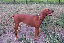 A picture of a Redbone Coonhound.