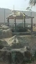 White Lions
