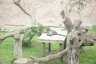 African Leopard in the Felinary