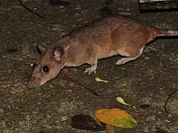 Brown and white rat