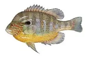 Bluegill (Lepomis macrochirus)
