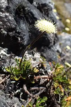 A single stalk of a plant with an inflorescense of a round yellow disc