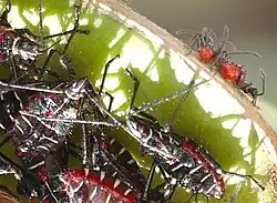 Leptoglossus lineosus nymphs in various stages