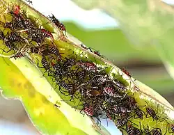 Leptoglossus lineosus nymphs and adults on Selenicereus undatus cactus