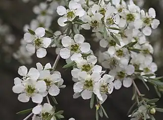 Leptospermum sericatum in Glenaughton, 2012