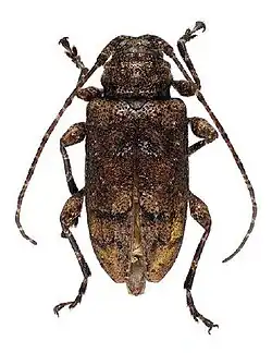 Leptostylopsis caliginosus Lingafelter and Micheli, 2009