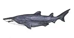 Illustration of what it may have looked like