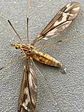 Close-up of body